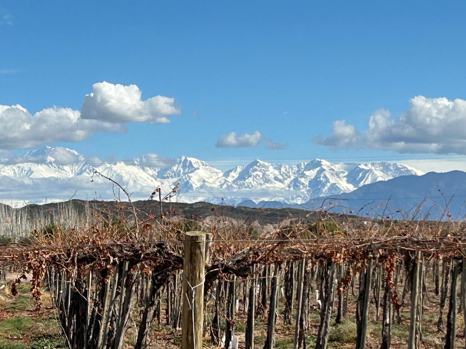 Argentinian vineyard and Andes